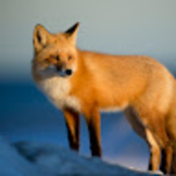 foxtimefun